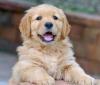 Golden retriver puppy on sale