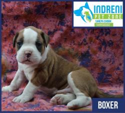 Well breed Boxer puppies