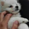 Pure Japanese Spitz puppy female