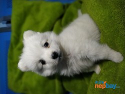 Japanese Spitz puppies waiting for new Home