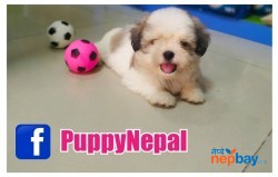 Lhasa Apso puppies in Nepal